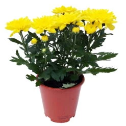 Chrysanthemen 'Chrysanne® Grandezza Yellow', Gelb, Topf-Ø 13 Cm, 6er-Set -Compo Verkaufsgeschäft 0690110207 Chrysantheme Grandezza gelb image006 81604