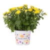 Chrysanthemen, Gelb, Topf-Ø 12 Cm, 6er-Set -Compo Verkaufsgeschäft 0690120010 Chrysanthemum multiflora T12 gelb 1 55650