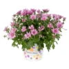 Chrysanthemen, Lila, Topf-Ø 12 Cm, 6er-Set -Compo Verkaufsgeschäft 0690120012 Chrysanthemum multiflora T12 lila 56558