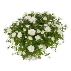 Chrysanthemen, Weiß, Topf-Ø 12 Cm, 6er-Set -Compo Verkaufsgeschäft 0690120014 Chrysanthemum multiflora T12 weiss 2 55645