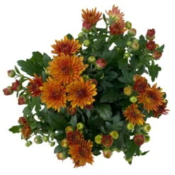 Chrysanthemen Bronze, Topf-Ø 10,5 Cm, 8er-Set -Compo Verkaufsgeschäft 0690120044 Chrysanthemum multiflora 8er Set bronze 3 112649