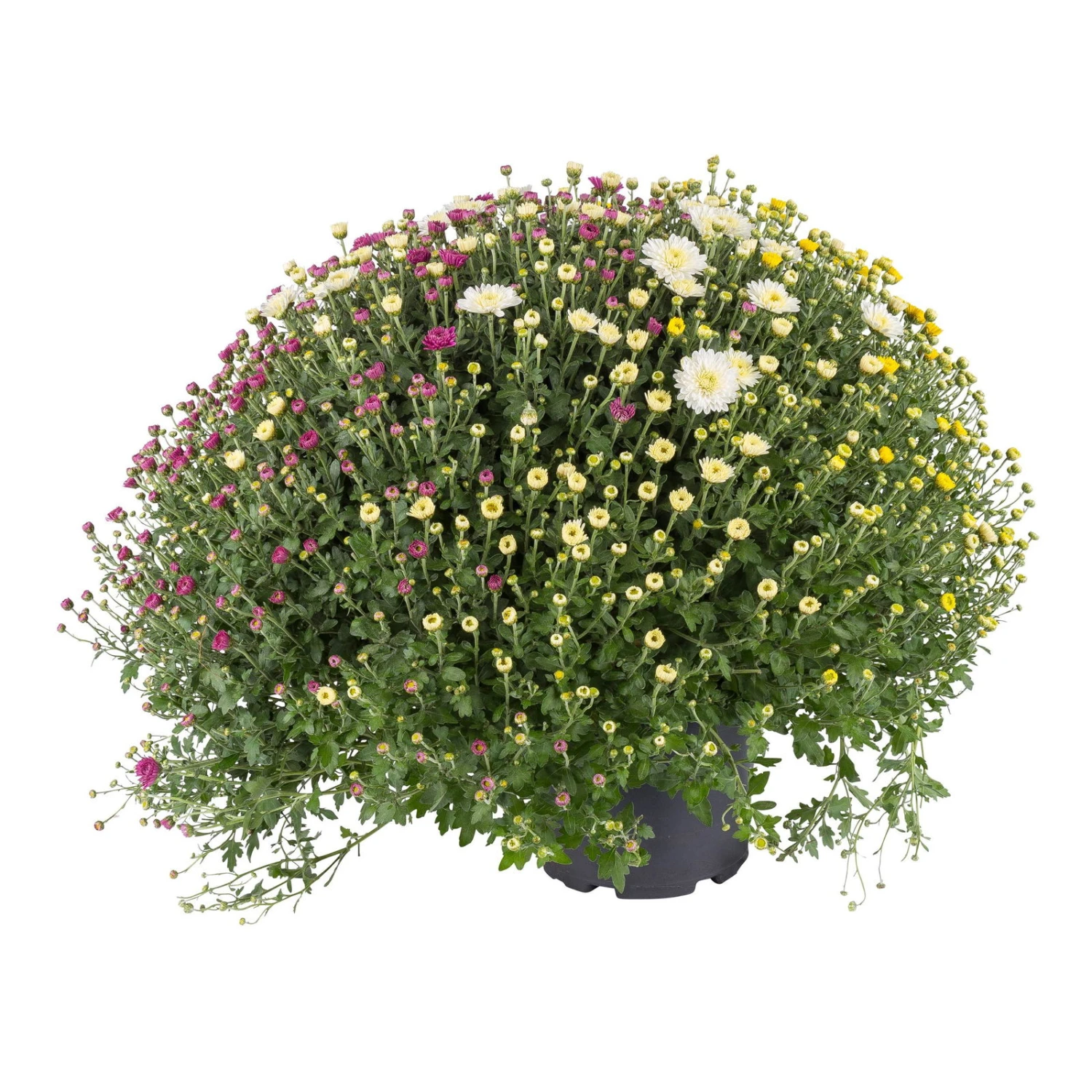 Chrysanthemen-Busch 'Trio', Gelb-weiß-lila, Topf-Ø 19 Cm, 2er-Set 1 Chrysanthemen-Busch 'Trio', Gelb-weiß-lila, Topf-Ø 19 Cm, 2er-Set