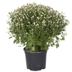 Chrysanthemen-Busch, Lila-rosa-weiß, Topf-Ø 19 Cm, 3er-Set -Compo Verkaufsgeschäft 0690130030 koelle chrysanthemen multiflora busch t19 rosa durchmesser 40cm 1 68854