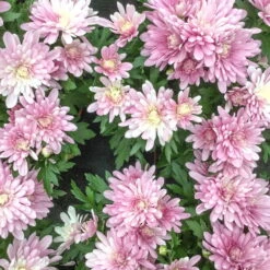 Chrysanthemen-Busch, Lila-rosa-weiß, Topf-Ø 19 Cm, 3er-Set -Compo Verkaufsgeschäft 0690130030 koelle chrysanthemen multiflora busch t19 rosa durchmesser 40cm 68809