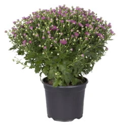 Chrysanthemen-Busch, Lila-rosa-weiß, Topf-Ø 19 Cm, 3er-Set -Compo Verkaufsgeschäft 0690130087 koelle chrysanthemen multiflora busch t19 lila duchmesser 40cm 1 68852