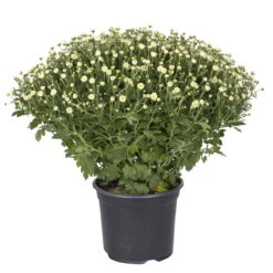 Chrysanthemen-Busch, Lila-rosa-weiß, Topf-Ø 19 Cm, 3er-Set -Compo Verkaufsgeschäft 0690130088 koelle chrysanthemen multiflora busch t19 weiss durchmesser 40cm 1 68851