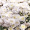 Chrysanthemen-Busch, Weiß, Topf-Ø 19 Cm, 3er-Set -Compo Verkaufsgeschäft 0690130088 koelle chrysanthemen multiflora busch t19 weiss durchmesser 40cm 68807