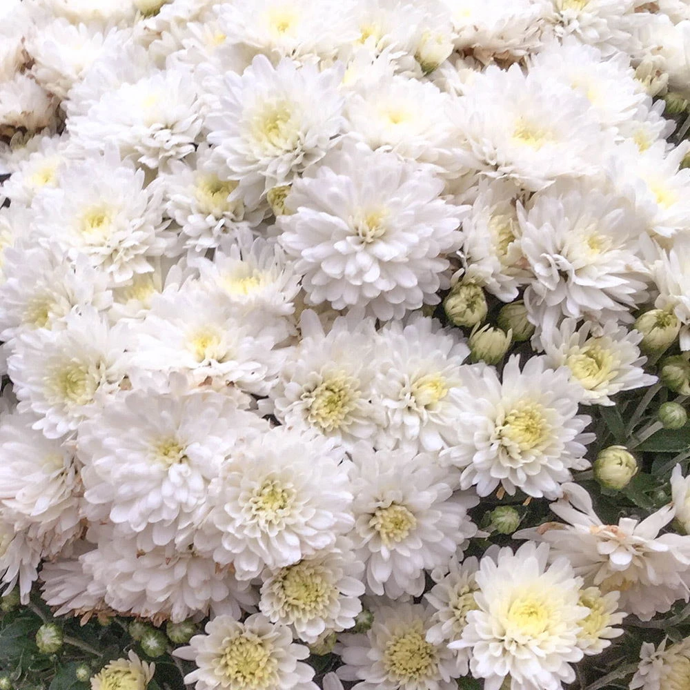 Chrysanthemen-Busch, Weiß, Topf-Ø 19 Cm, 3er-Set 1 Chrysanthemen-Busch, Weiß, Topf-Ø 19 Cm, 3er-Set