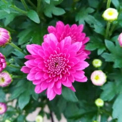 Chrysanthemen 'Trio', Gelb/lila/weiß, Topf-Ø 19 Cm, 2er-Set -Compo Verkaufsgeschäft 0690130121 Chrysanthemum multiflora Buesche lila image005 79583 1