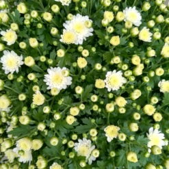 Chrysanthemen-Busch, Weiß, Topf-Ø 19 Cm, 3er-Set 9 Chrysanthemen-Busch, Weiß, Topf-Ø 19 Cm, 3er-Set -Compo Verkaufsgeschäft 0690130124 Koelle Chrys multifl Busch T19 weiss H40 45cm 3er Set WS 2 96160