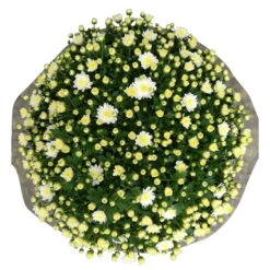 Chrysanthemen-Busch, Weiß, Topf-Ø 19 Cm, 3er-Set 8 Chrysanthemen-Busch, Weiß, Topf-Ø 19 Cm, 3er-Set -Compo Verkaufsgeschäft 0690130124 Koelle Chrys multifl Busch T19 weiss H40 45cm 3er Set WS 3 96159