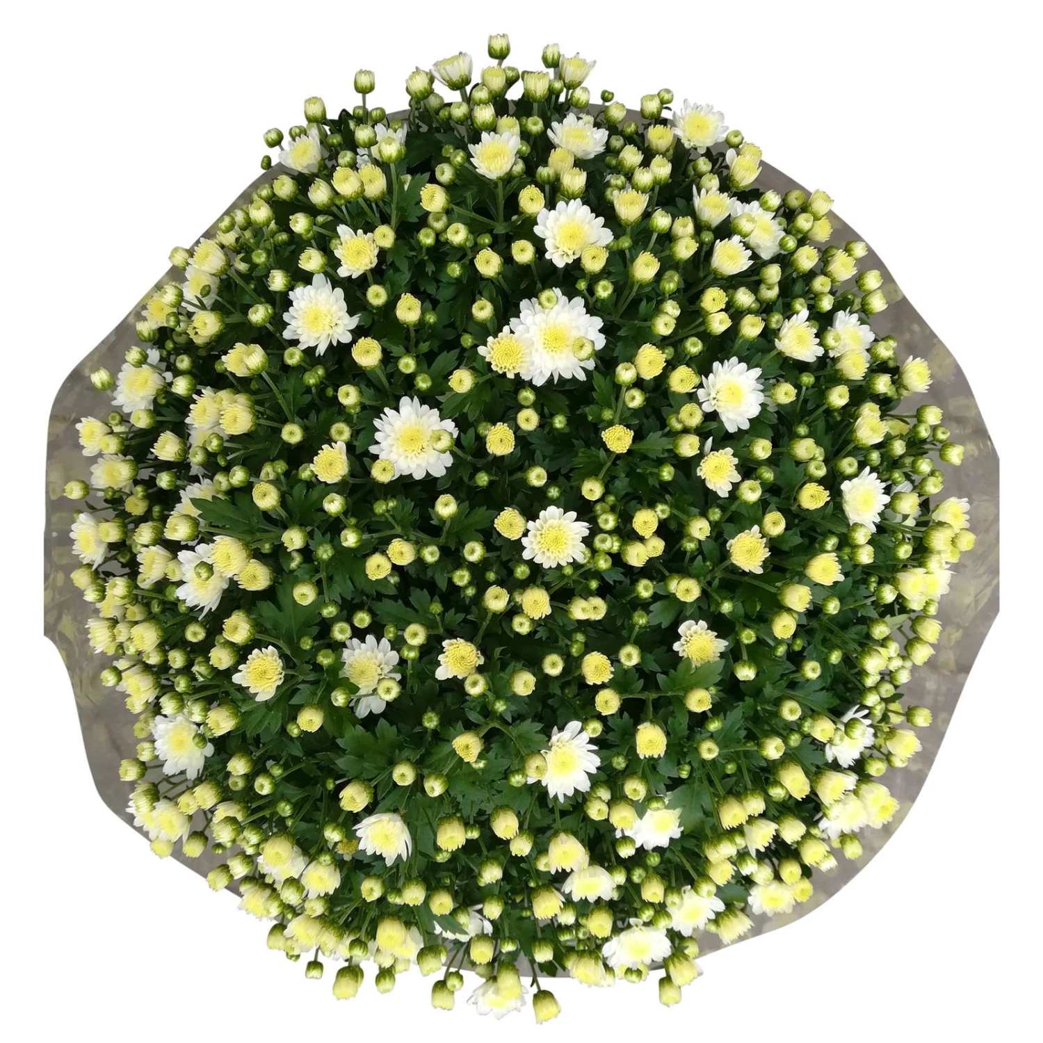 Chrysanthemen-Busch, Weiß, Topf-Ø 19 Cm, 3er-Set 3 Chrysanthemen-Busch, Weiß, Topf-Ø 19 Cm, 3er-Set - Image 3