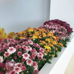 Chrysanthemen 'Amarena Orange', Gelb-bronze, Topf-Ø 14 Cm, 4er-Set -Compo Verkaufsgeschäft 0690130142 0690130143 0690130144 Chrysanthemum multiflora 4er Set 80300