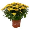 Chrysanthemen 'Amarena Orange', Gelb-bronze, Topf-Ø 14 Cm, 4er-Set 19 Chrysanthemen 'Amarena Orange', Gelb-bronze, Topf-Ø 14 Cm, 4er-Set -Compo Verkaufsgeschäft 0690130143 Chrysanthemum multiflora bronze Amarena Orange 4er Set 2 112853