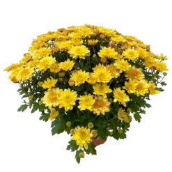 Chrysanthemen 'Amarena Orange', Gelb-bronze, Topf-Ø 14 Cm, 4er-Set -Compo Verkaufsgeschäft 0690130143 Chrysanthemum multiflora bronze Amarena Orange 4er Set 3 112854
