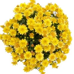 Chrysanthemen 'Amarena Orange', Gelb-bronze, Topf-Ø 14 Cm, 4er-Set -Compo Verkaufsgeschäft 0690130143 Chrysanthemum multiflora bronze Amarena Orange 4er Set 5 112855