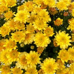 Chrysanthemen 'Amarena Orange', Gelb-bronze, Topf-Ø 14 Cm, 4er-Set -Compo Verkaufsgeschäft 0690130143 Chrysanthemum multiflora bronze Amarena Orange 4er Set 9 112709