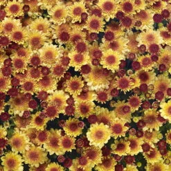 Chrysanthemen 'Amarena Orange', Gelb-bronze, Topf-Ø 14 Cm, 4er-Set -Compo Verkaufsgeschäft 0690130143 Chrysanthemum multiflora bronze Amarena Orange 4er Set 2 80303