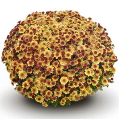 Chrysanthemen 'Amarena Orange', Gelb-bronze, Topf-Ø 14 Cm, 4er-Set -Compo Verkaufsgeschäft 0690130143 Chrysanthemum multiflora bronze Amarena Orange 4er Set 80302
