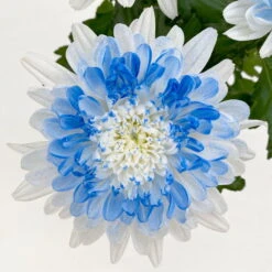 Chrysantheme 'Zembla Make-Upz® Heart Mix, Farben Zufällig, Topf-Ø 13 Cm, 3er-Set -Compo Verkaufsgeschäft 0690140088 Chrysanthemum Zembla T13 Next White Make Upz HeartMix blau 3er Set 7 115104