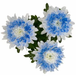 Chrysantheme 'Zembla Make-Upz® Heart Mix, Farben Zufällig, Topf-Ø 13 Cm, 3er-Set -Compo Verkaufsgeschäft 0690140088 Chrysanthemum Zembla T13 Next White Make Upz HeartMix blau 3er Set 8 115267