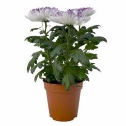Chrysantheme 'Zembla Make-Upz® Heart Mix, Farben Zufällig, Topf-Ø 13 Cm, 3er-Set -Compo Verkaufsgeschäft 0690140088 Chrysanthemum Zembla T13 Next White Make Upz HeartMix lila 3er Set 1 .JPG 115268
