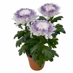 Chrysantheme 'Zembla Make-Upz® Heart Mix, Farben Zufällig, Topf-Ø 13 Cm, 3er-Set -Compo Verkaufsgeschäft 0690140088 Chrysanthemum Zembla T13 Next White Make Upz HeartMix lila 3er Set 4 .JPG 115269