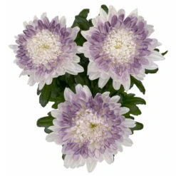 Chrysantheme 'Zembla Make-Upz® Heart Mix, Farben Zufällig, Topf-Ø 13 Cm, 3er-Set -Compo Verkaufsgeschäft 0690140088 Chrysanthemum Zembla T13 Next White Make Upz HeartMix lila 3er Set 5 .JPG 115270