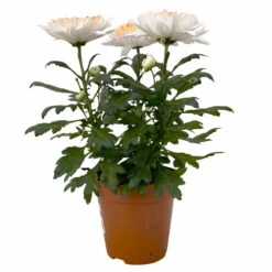 Chrysantheme 'Zembla Make-Upz® Heart Mix, Farben Zufällig, Topf-Ø 13 Cm, 3er-Set -Compo Verkaufsgeschäft 0690140088 Chrysanthemum Zembla T13 Next White Make Upz HeartMix orange 3er Set 1 .JPG 115271