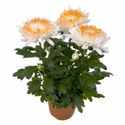 Chrysantheme 'Zembla Make-Upz® Heart Mix, Farben Zufällig, Topf-Ø 13 Cm, 3er-Set -Compo Verkaufsgeschäft 0690140088 Chrysanthemum Zembla T13 Next White Make Upz HeartMix orange 3er Set 3 .JPG 115272
