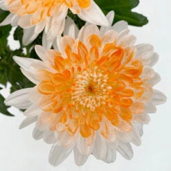Chrysantheme 'Zembla Make-Upz® Heart Mix, Farben Zufällig, Topf-Ø 13 Cm, 3er-Set -Compo Verkaufsgeschäft 0690140088 Chrysanthemum Zembla T13 Next White Make Upz HeartMix orange 3er Set 4 .JPG 115106