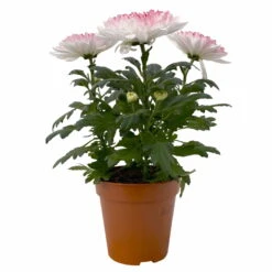 Chrysantheme 'Zembla Make-Upz® Heart Mix, Farben Zufällig, Topf-Ø 13 Cm, 3er-Set -Compo Verkaufsgeschäft 0690140088 Chrysanthemum Zembla T13 Next White Make Upz HeartMix rosa 3er Set 1 .JPG 115274