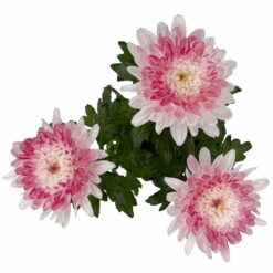 Chrysantheme 'Zembla Make-Upz® Heart Mix, Farben Zufällig, Topf-Ø 13 Cm, 3er-Set -Compo Verkaufsgeschäft 0690140088 Chrysanthemum Zembla T13 Next White Make Upz HeartMix rosa 3er Set 5 .JPG 115276