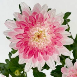 Chrysantheme 'Zembla Make-Upz® Heart Mix, Farben Zufällig, Topf-Ø 13 Cm, 3er-Set -Compo Verkaufsgeschäft 0690140088 Chrysanthemum Zembla T13 Next White Make Upz HeartMix rosa 3er Set 7 .JPG 115107