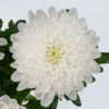 Chrysantheme 'Zembla Next White' Weiß, Großblumig, Topf-Ø 13 Cm, 3er-Set -Compo Verkaufsgeschäft 0690140090 0690140091 Chrysanthemum Zembla T13 weiss Next White 5 115120