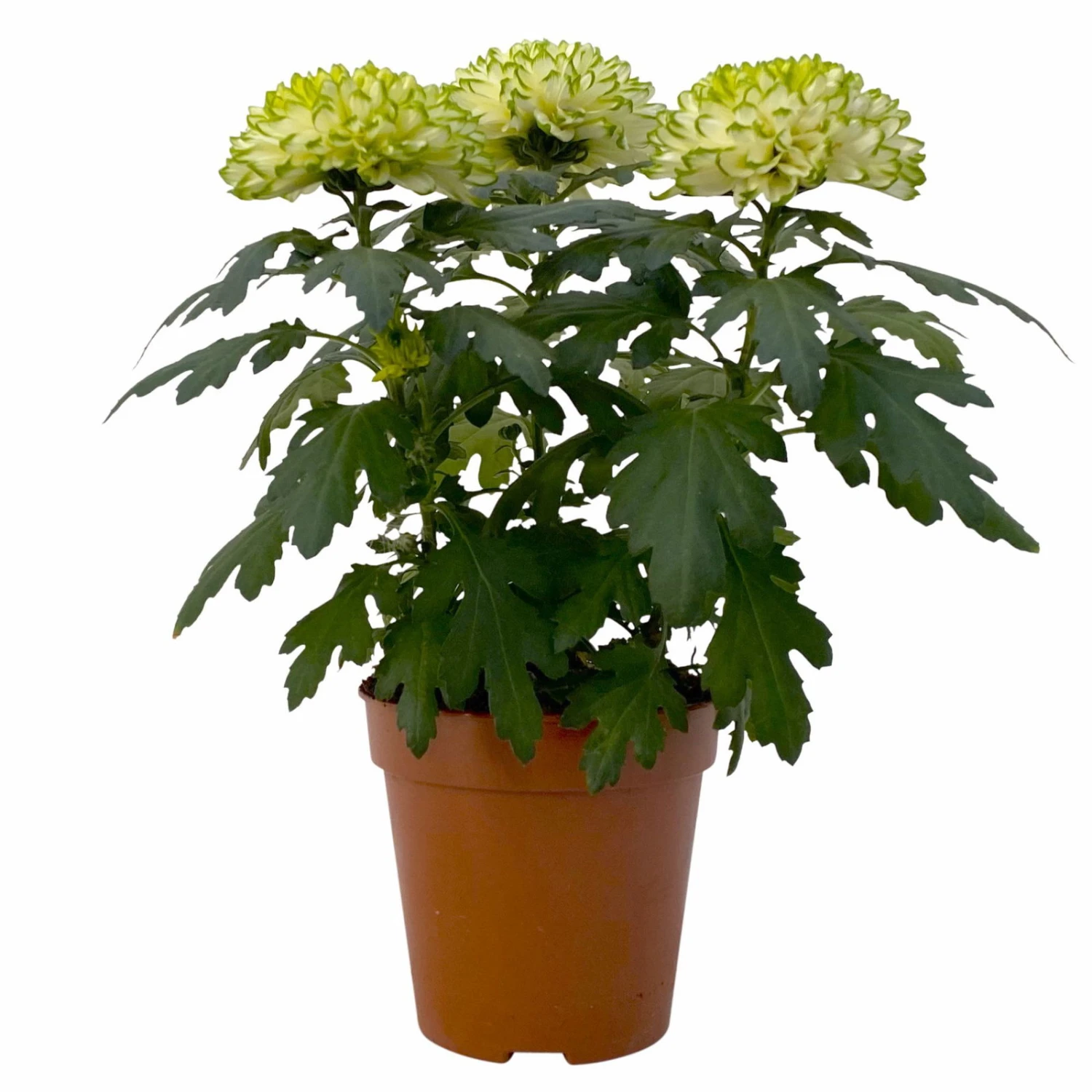 Chrysantheme 'Chrysanne® Zembla Next Lime' Grün-weiß Großbl. Topf-Ø 13cm 3er-Set 2 Chrysantheme 'Chrysanne® Zembla Next Lime' Grün-weiß Großbl. Topf-Ø 13cm 3er-Set - Image 2