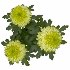 Chrysantheme 'Chrysanne® Zembla Next Lime' Grün-weiß Großbl. Topf-Ø 13cm 3er-Set 11 Chrysantheme 'Chrysanne® Zembla Next Lime' Grün-weiß Großbl. Topf-Ø 13cm 3er-Set -Compo Verkaufsgeschäft 0690140098 0690140099 Chrysanthemum Zembla T13 limone Next Lime 5 115294