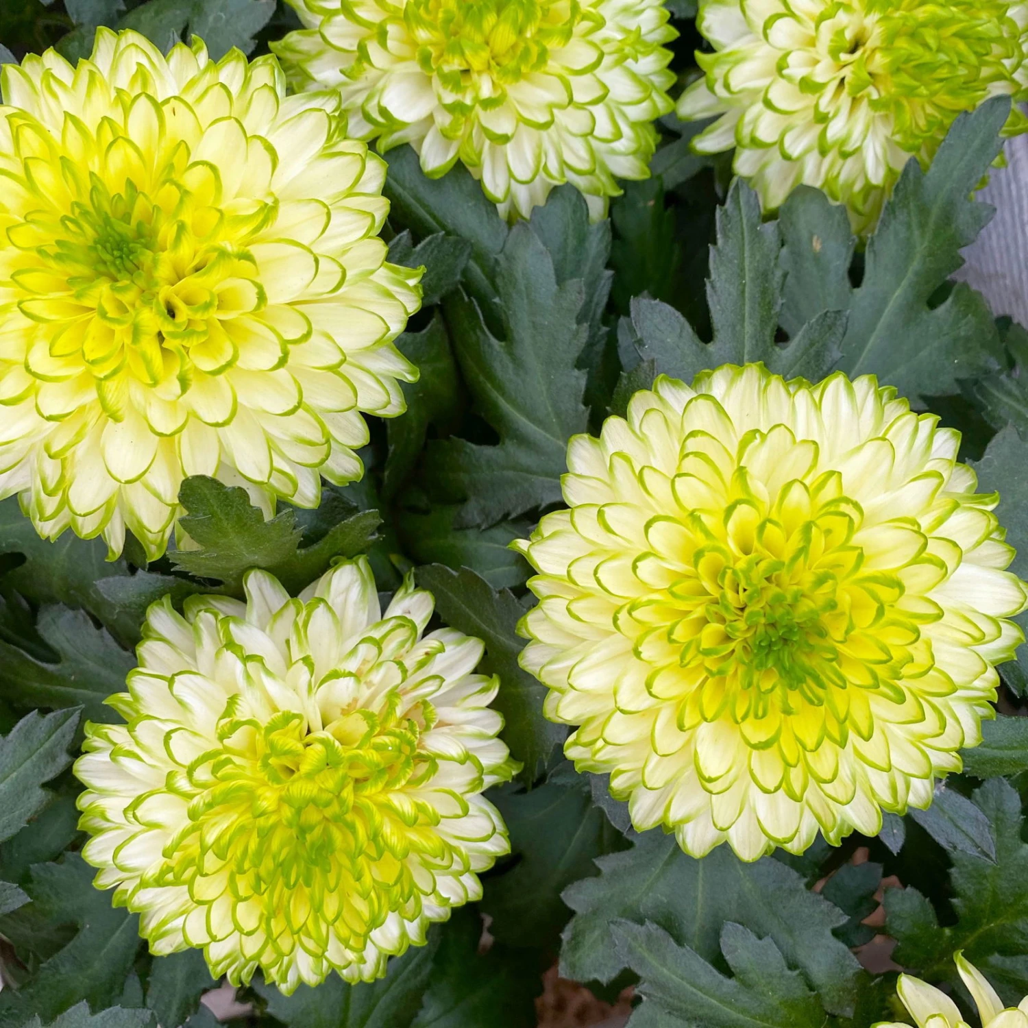 Chrysantheme 'Chrysanne® Zembla Next Lime' Grün-weiß Großbl. Topf-Ø 13cm 3er-Set 6 Chrysantheme 'Chrysanne® Zembla Next Lime' Grün-weiß Großbl. Topf-Ø 13cm 3er-Set - Image 6