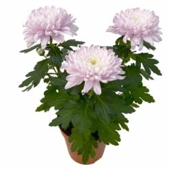 Chrysantheme 'Chrysanne® Zembla Next Pink' Rosa, Großbl., Topf-Ø 13cm, 6er-Set -Compo Verkaufsgeschäft 0690140100 0690140101 Chrysanthemum Zembla T13 rosa Next Pink 4 115296