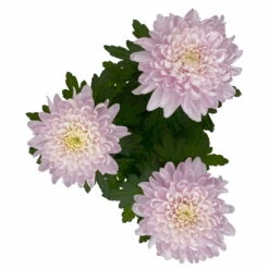 Chrysantheme 'Chrysanne® Zembla Next Pink' Rosa, Großbl., Topf-Ø 13cm, 6er-Set -Compo Verkaufsgeschäft 0690140100 0690140101 Chrysanthemum Zembla T13 rosa Next Pink 5 115297