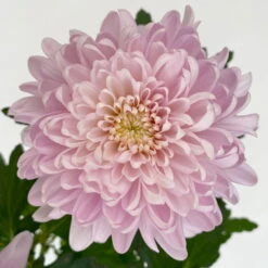 Chrysantheme 'Chrysanne® Zembla Next Pink' Rosa, Großbl., Topf-Ø 13cm, 6er-Set -Compo Verkaufsgeschäft 0690140100 0690140101 Chrysanthemum Zembla T13 rosa Next Pink 6 115116