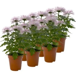 Chrysantheme 'Chrysanne® Zembla Next Pink' Rosa, Großbl., Topf-Ø 13cm, 6er-Set