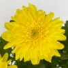 Chrysantheme 'Chrysanne® Zembla Next Yellow' Gelb, Großbl., Topf-Ø 13cm, 6er-Set -Compo Verkaufsgeschäft 0690140102 Chrysanthemum Zembla T13 gelb Next Yellow 115117