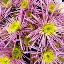 Chrysanthemen Spider Anansi™ Pink, Spinnenblütig, Topf 14 Cm Ø, 4er-Set 19 Chrysanthemen Spider Anansi™ Pink, Spinnenblütig, Topf 14 Cm Ø, 4er-Set -Compo Verkaufsgeschäft 0690150163 Chrysanthemum indicum T14 Spider Anansi Pink 4er Set 6 113986