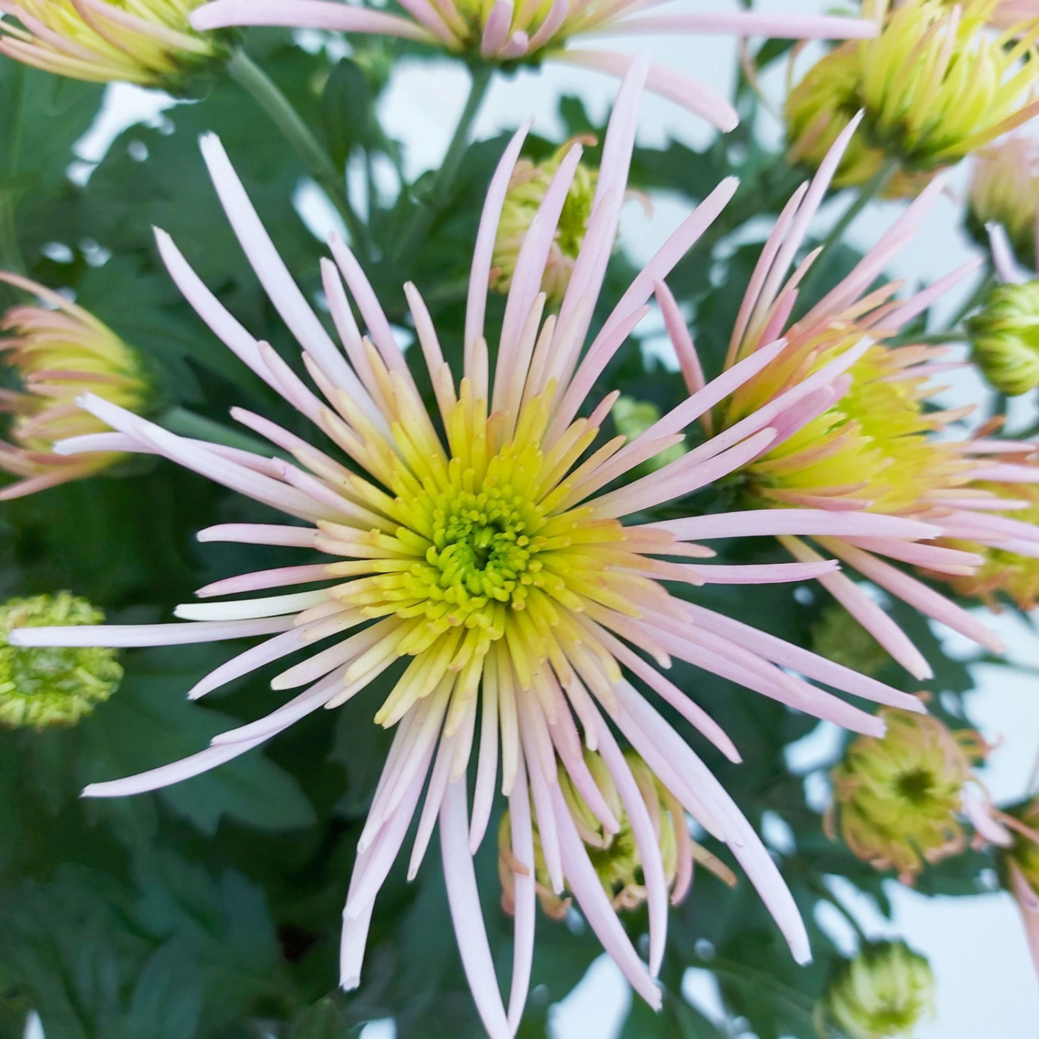 Chrysanthemen Spider Anansi™ Pink, Spinnenblütig, Topf 14 Cm Ø, 4er-Set 5 Chrysanthemen Spider Anansi™ Pink, Spinnenblütig, Topf 14 Cm Ø, 4er-Set - Image 5