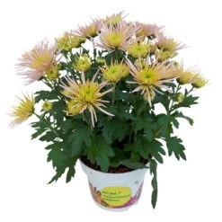 Chrysanthemen Spider Anansi™ Pink, Spinnenblütig, Topf 14 Cm Ø, 4er-Set 13 Chrysanthemen Spider Anansi™ Pink, Spinnenblütig, Topf 14 Cm Ø, 4er-Set -Compo Verkaufsgeschäft 0690150163 KB Chrysanthemum indicum Spider Anansi Pink 4er Set 5 112857