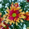 Chrysanthemen 'Splash Energy', Rot-gelb, Topf-Ø 14 Cm, 4er-Set 12 Chrysanthemen 'Splash Energy', Rot-gelb, Topf-Ø 14 Cm, 4er-Set -Compo Verkaufsgeschäft 0690150172 Chrysanthemum indicum T14 Splash Energy 4er Set 11 114147