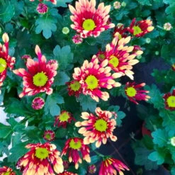 Chrysanthemen 'Splash Energy', Rot-gelb, Topf-Ø 14 Cm, 4er-Set -Compo Verkaufsgeschäft 0690150172 Chrysanthemum indicum T14 Splash Energy 4er Set 20 114148