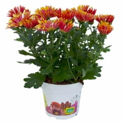 Chrysanthemen 'Splash Energy', Rot-gelb, Topf-Ø 14 Cm, 4er-Set -Compo Verkaufsgeschäft 0690150172 Chrysanthemum indicum T14 Splash Energy 4er Set 2 114184