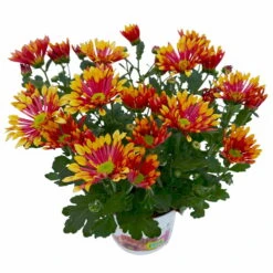 Chrysanthemen 'Splash Energy', Rot-gelb, Topf-Ø 14 Cm, 4er-Set -Compo Verkaufsgeschäft 0690150172 Chrysanthemum indicum T14 Splash Energy 4er Set 5 114185